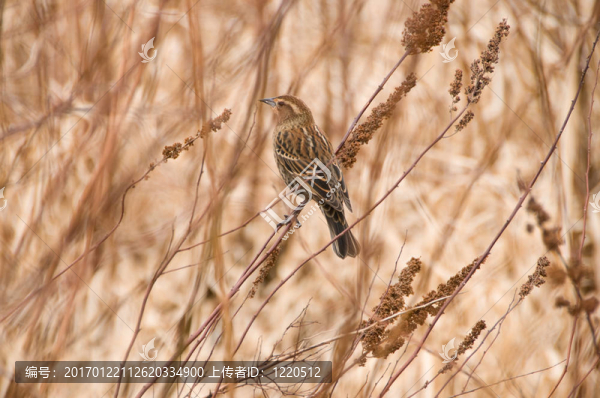 沼澤中的麻雀-匯圖網(wǎng) www.fosd68.com 沼澤中的麻雀