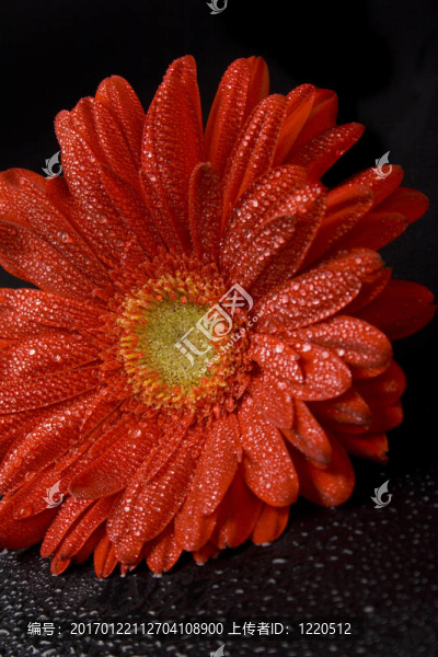 紅太陽