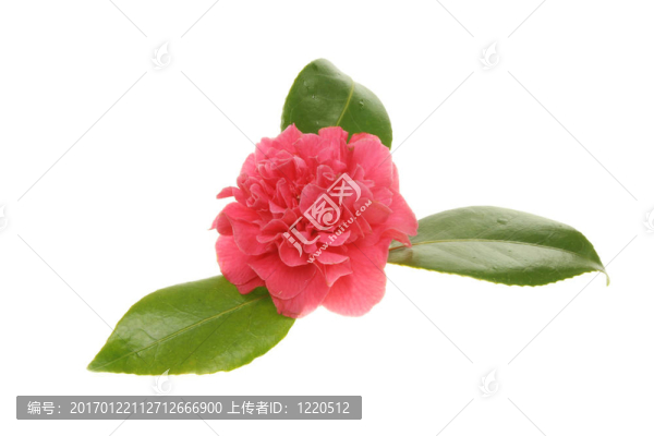 紅cammellia
