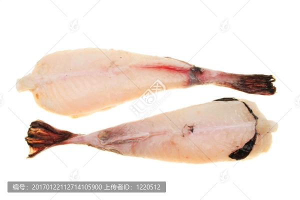 魚的尾巴