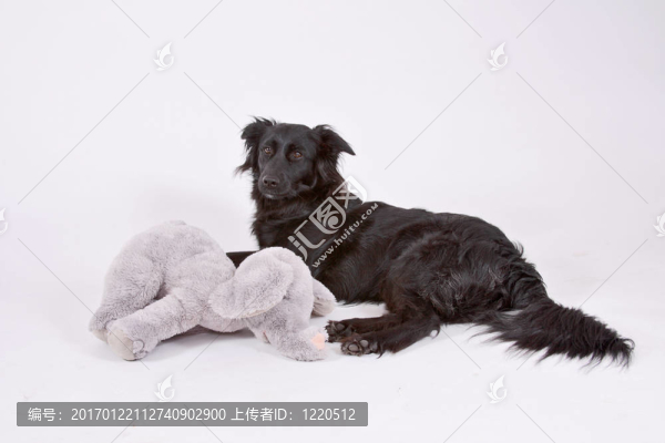 狗