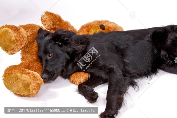 狗