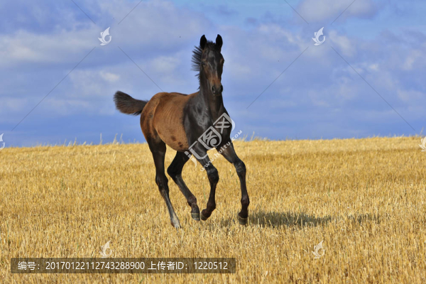 小馬駒