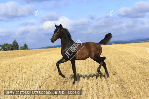 小馬駒