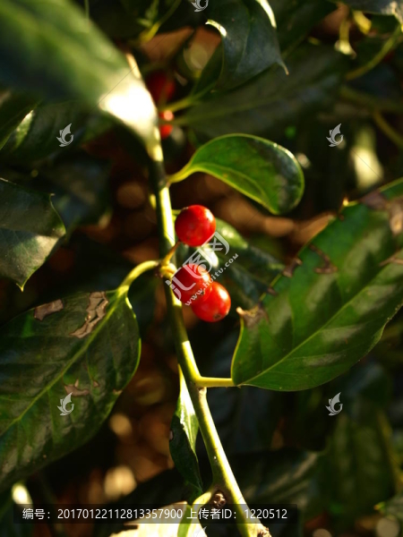 樹上的紅色漿果