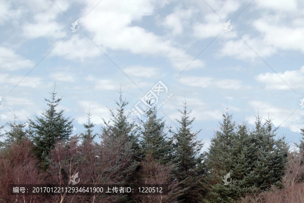 樹線