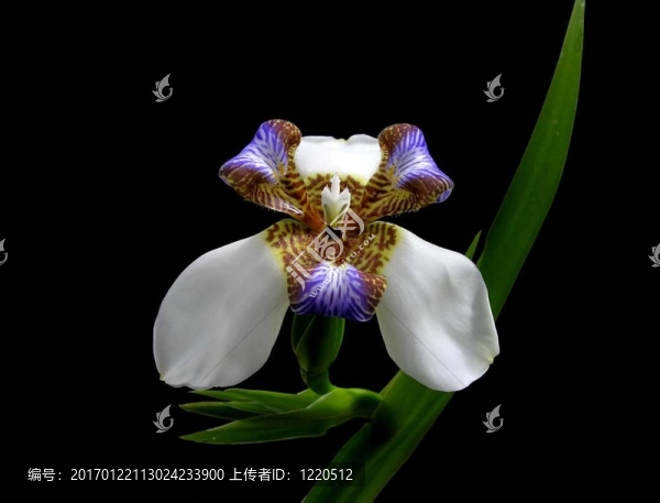 虹膜-,Neomarica,northiana走