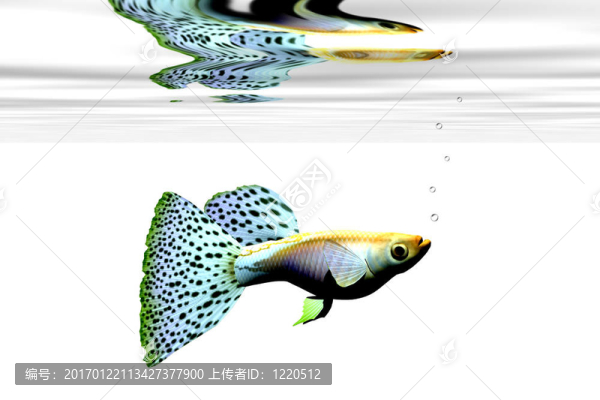奇特的孔雀魚