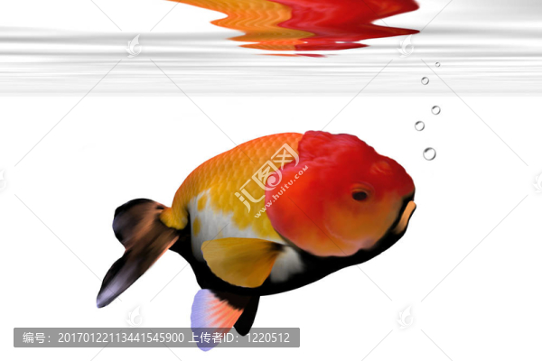 lion-head金魚