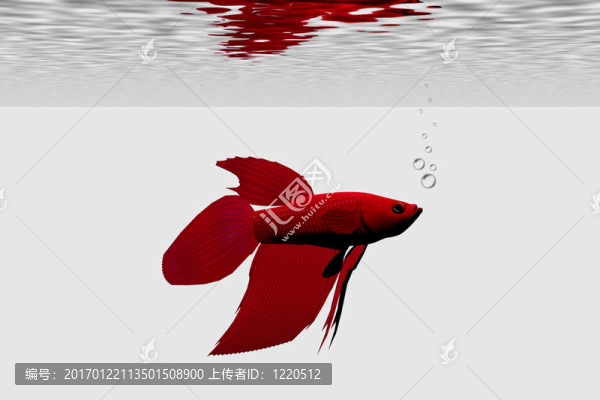 暹羅斗魚(yú)