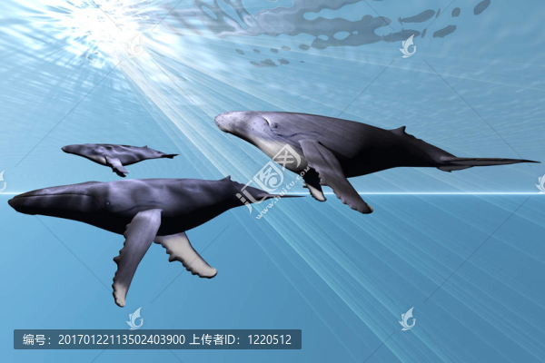 銀色的海洋