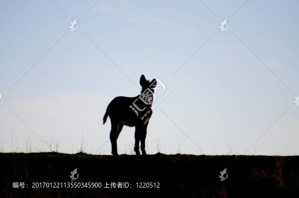 驢
