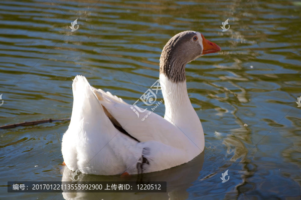 鴨