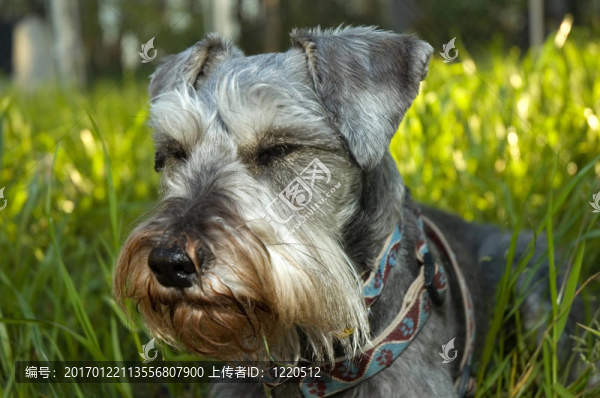 迷你雪納瑞犬躺在陽光