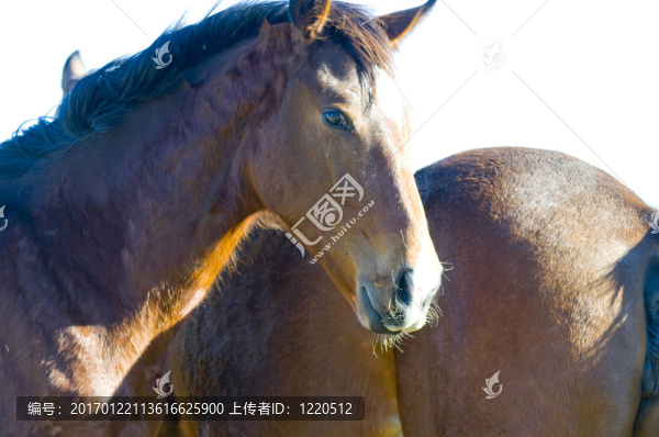馬