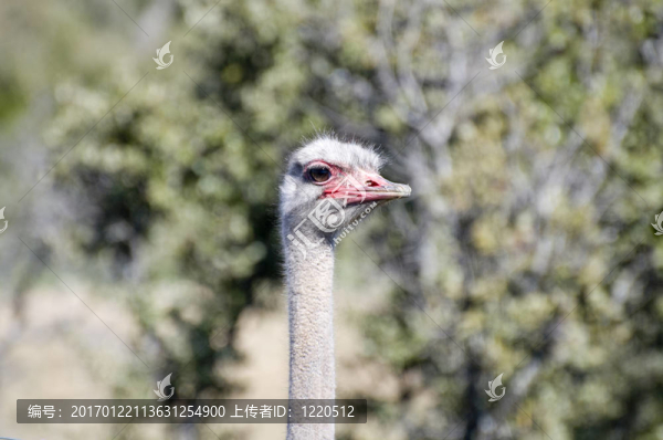 鴕鳥