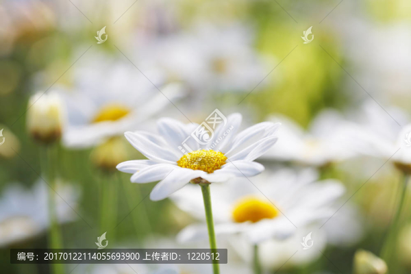 花-匯圖網(wǎng) www.fosd68.com 花