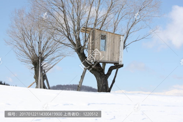 在樹上的房子