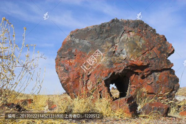 石化森林