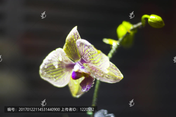 花展