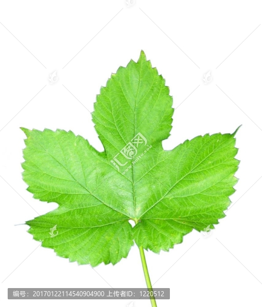 孤立的花葉