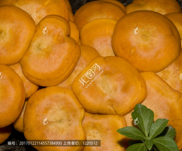 羊肚菌