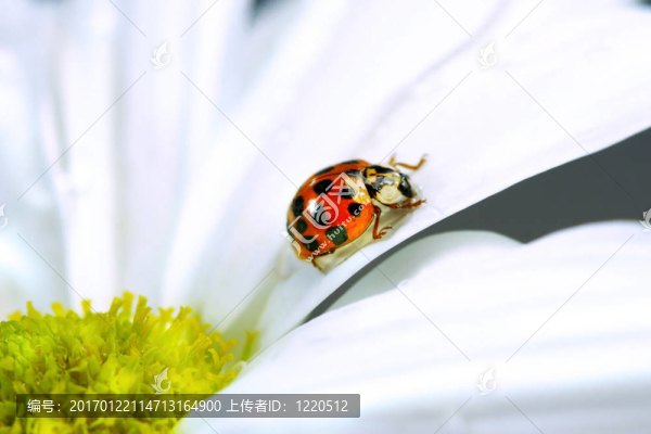對瓢蟲的小雛菊