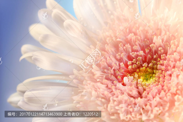 粉紅色的雛菊