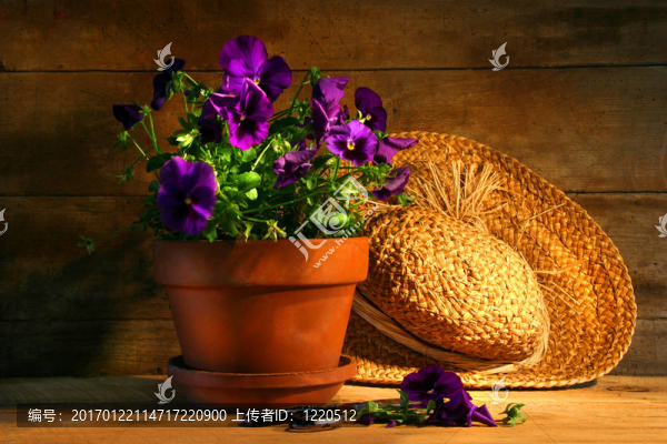 紫色三色堇的舊草帽