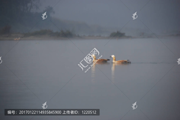 Ruddy,Shelduck