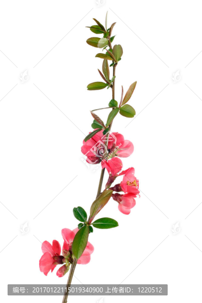 紅果樹花