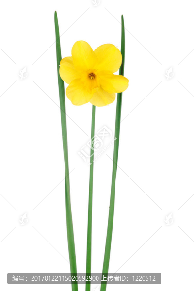 單一的水仙花