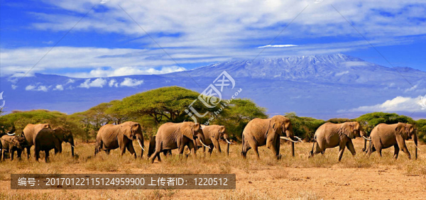 乞力馬扎羅山與大象群-匯圖網(wǎng) www.fosd68.com 乞力馬扎羅山與大象群