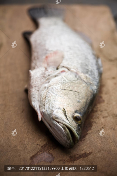魚