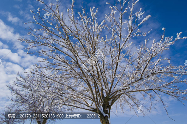 雪樹(shù)
