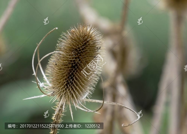 植物
