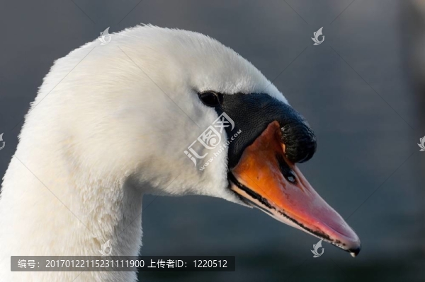天鵝