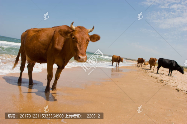 日光浴的牛