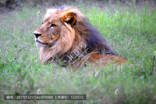 頭獅子