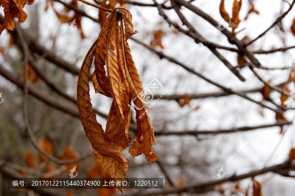 秋天-匯圖網(wǎng) fosd68.com 秋天