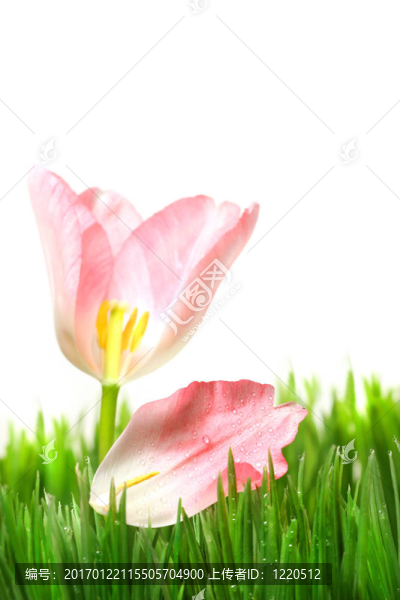 粉紅郁金香花瓣