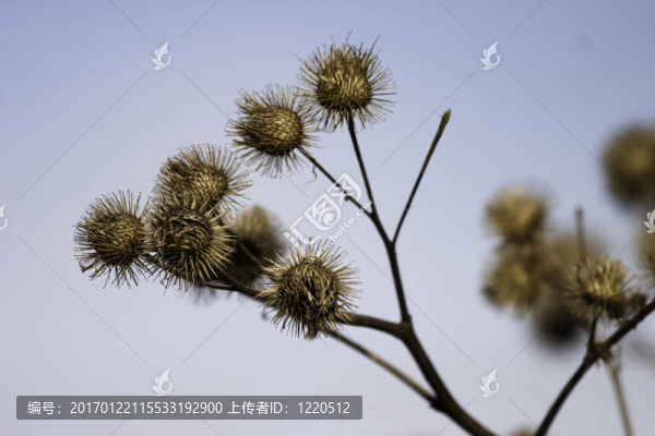 野草