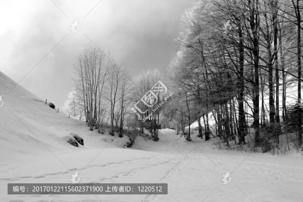 雪地里的小路