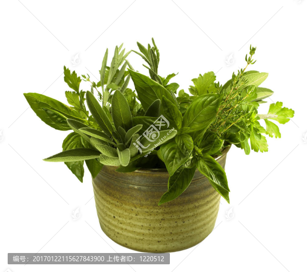 陶器中的新鮮草藥