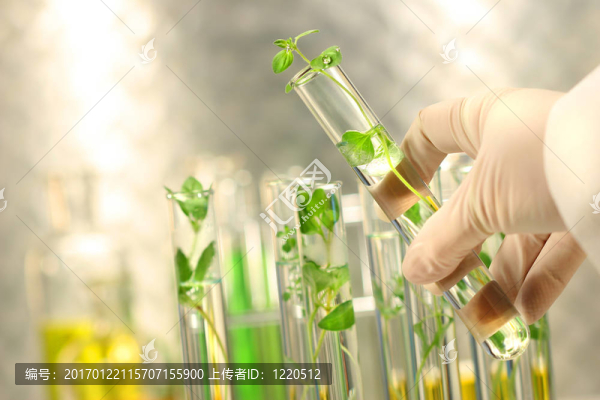 試管小植株