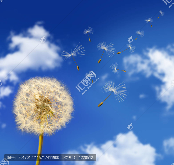 蒲公英種子在風(fēng)中吹