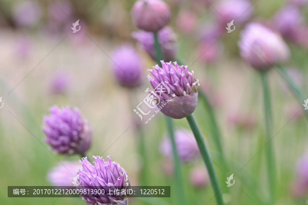 韭菜