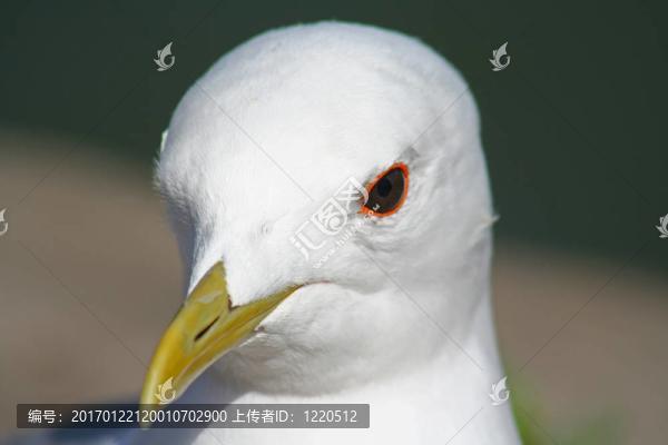 海鷗的肖像