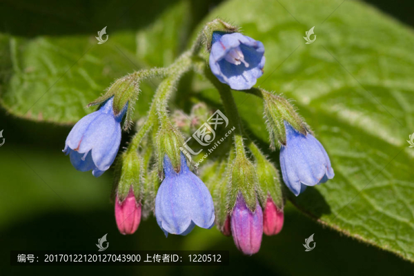 嬌嫩的花朵