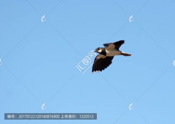鳥